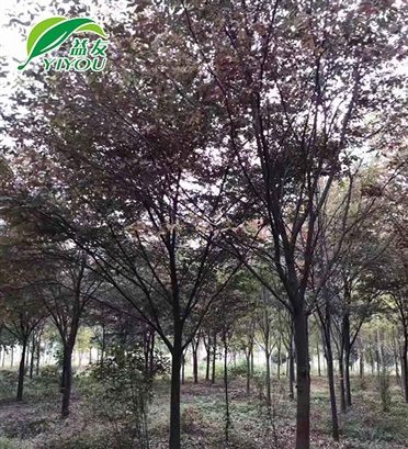 藍牙系統(tǒng)開門道閘