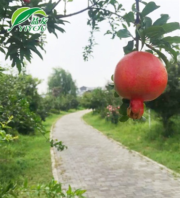 藍牙系統(tǒng)開門道閘